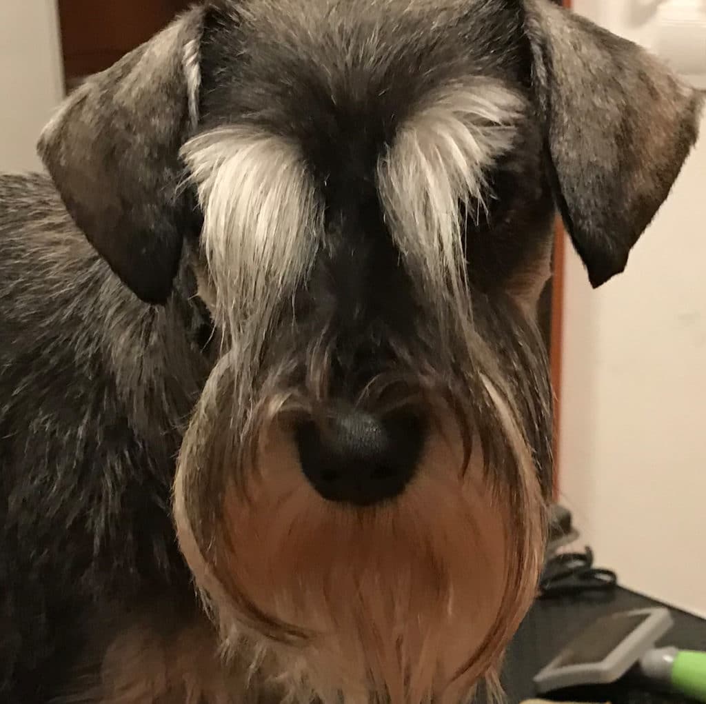 Uši patuljastog šnaucera