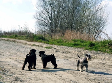 Lady Gaga, Yoanna i LeBron James u šetnji uz Dravu