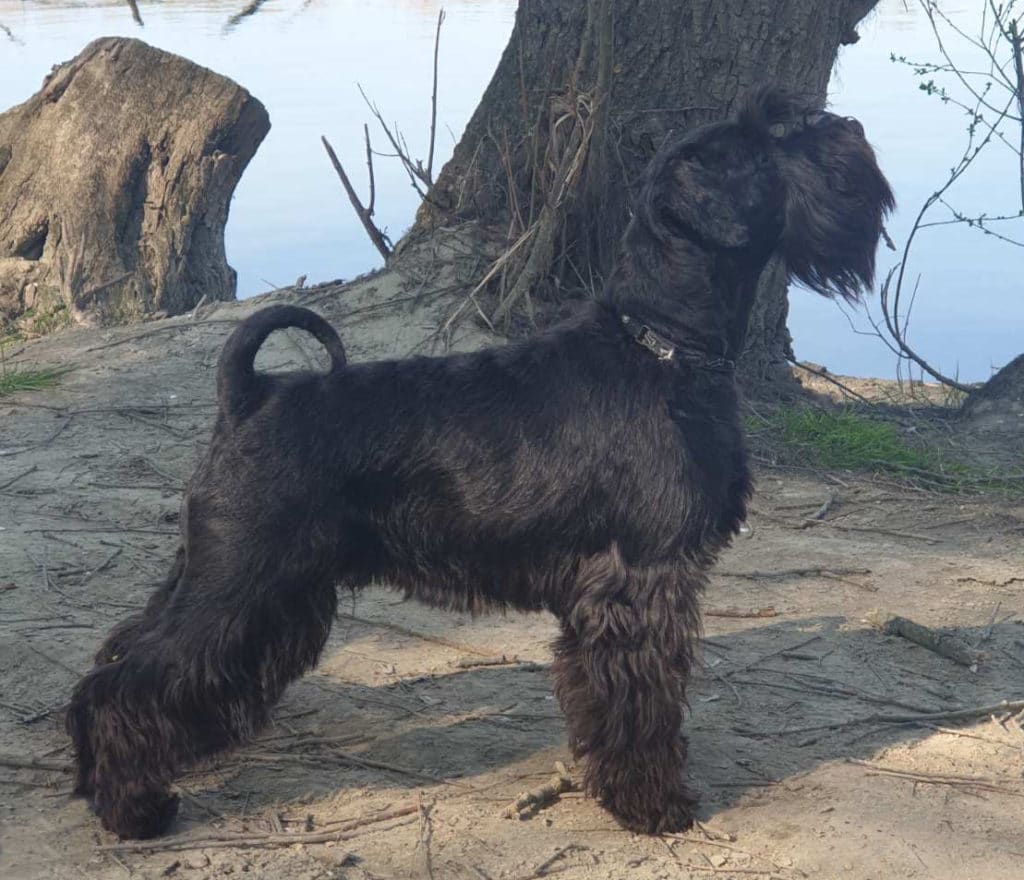 Dlaka crnog patuljastog šnaucera